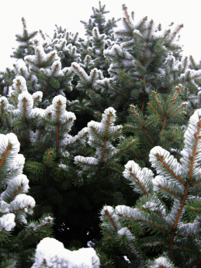 Épinette bleue, blue spruce