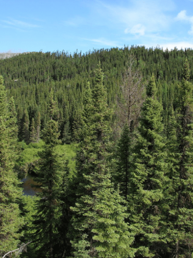 épinette noire, black spruce