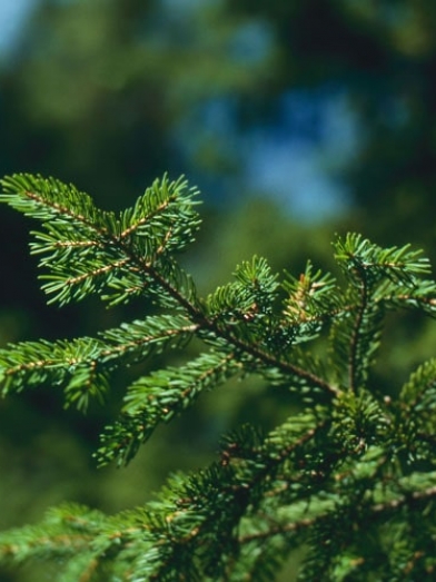 épinette rouge, red spruce