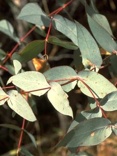 Eucalyptus dives