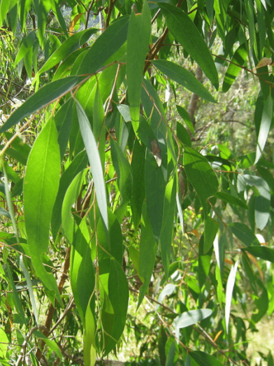 Eucalyptus officinal