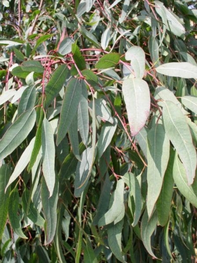 Eucalyptus rouge, red eucalyptus