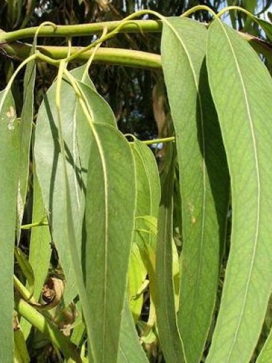 eucalyptus smithii
