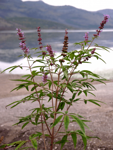 Gattilier biologique, organic vitex agnus 