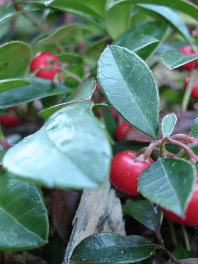 Gaulthérie, wintergreen