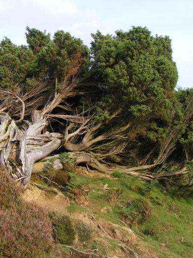 genévrier commun biologique, organic common juniper