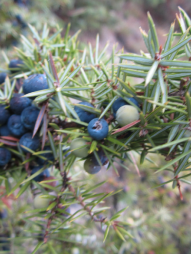 genévrier des montagnes, mountain juniper