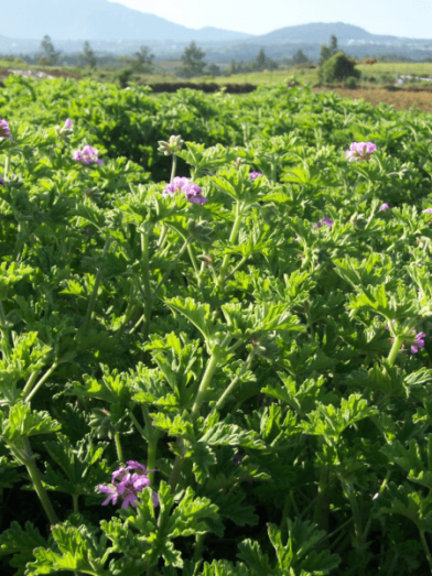 Geranium bourbon Madagascar