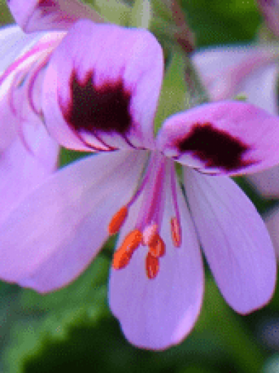 geranium bourbon