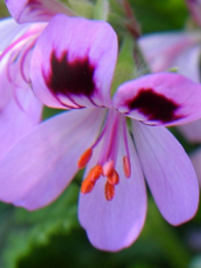 géranium rosat, geranium rose