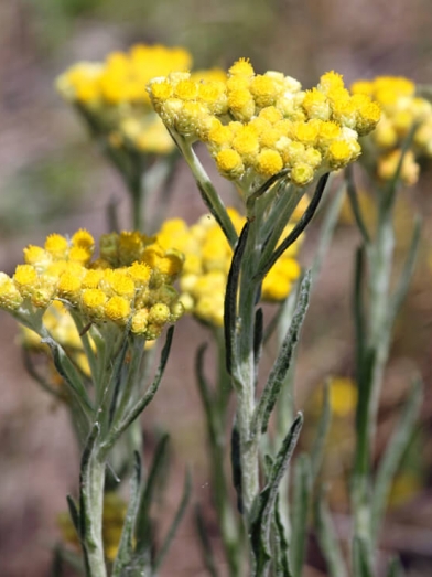 Hélichryse de Madagascar, helichrysum bracteiferum