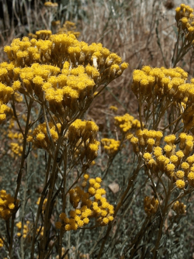 Hélichryse italienne immortelle, immortal Italian helichryse