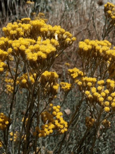 Hélichryse italienne immortelle, immortal italian helichryse