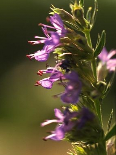 Hysope, hyssop