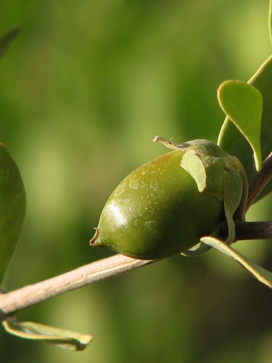 Jojoba doré, golden jojoba