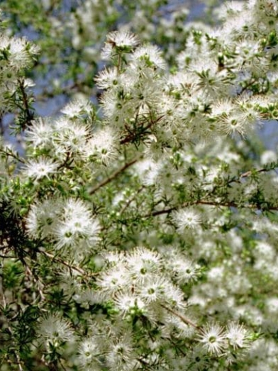 Kunzea