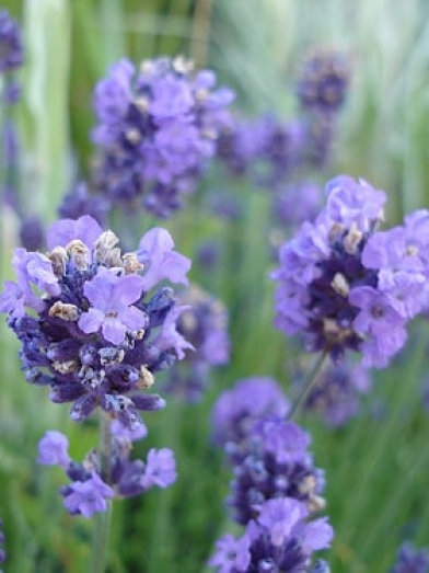 lavande aspic, spike lavender