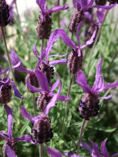 Lavande stoechas, lavender stoechas