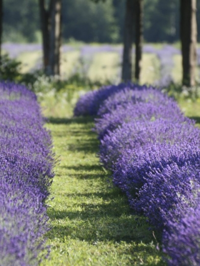 lavande vraie biologique, organic lavender vera 