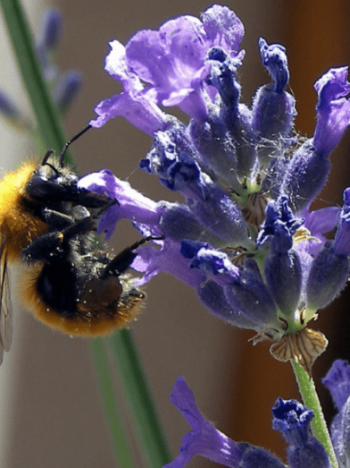 Lavande vraie, lavender vera