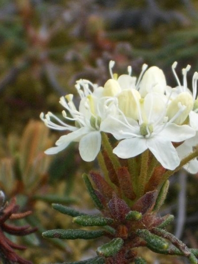 hydrolat de ledon du Groenland, Greenland ledum hydrodol