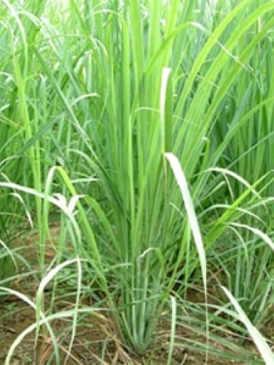Lemongrass Inde