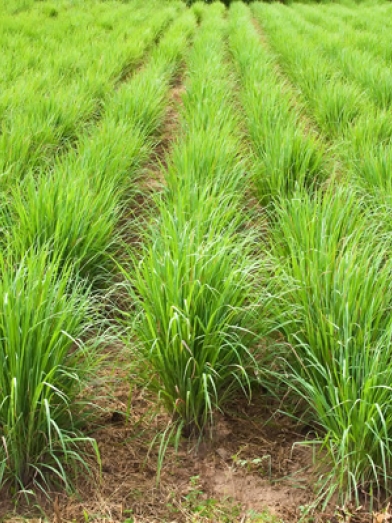 citronnelle des indes, lemongrass