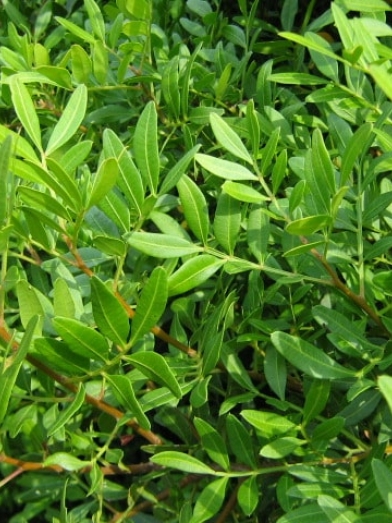 Lentisque pistachier, pistacia lentiscus