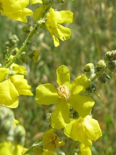 Molène mullein