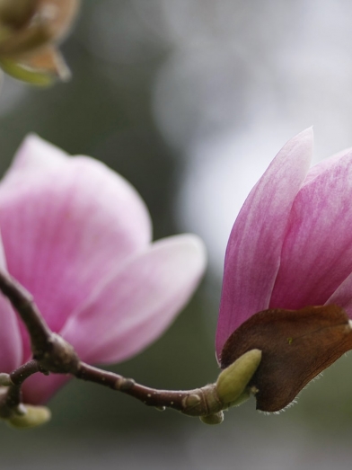 Magnolia