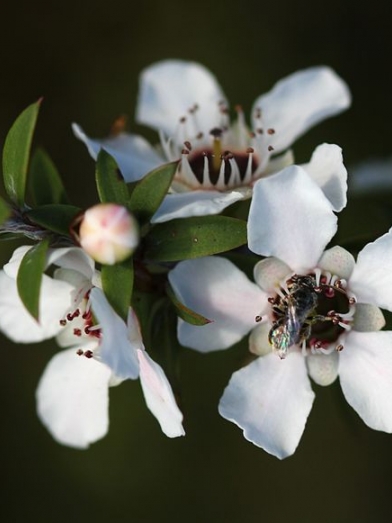 Manuka