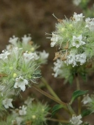 Marjolaine d'Espagne, Spanish marjoram