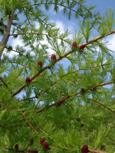 Mélèze, tamarack