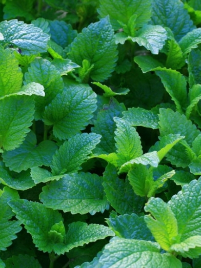 mélisse, lemon balm