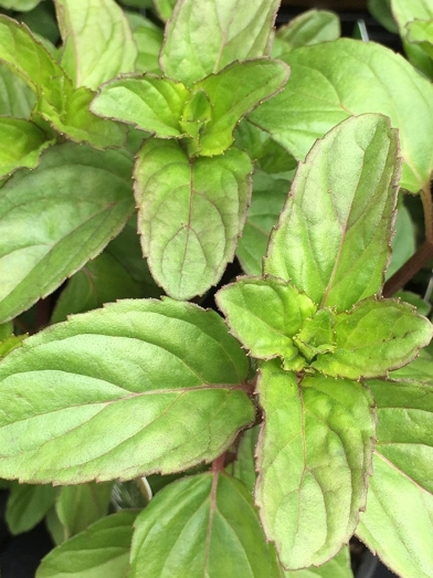 menthe citronnée, bergamot mint