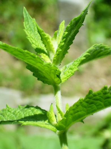 Menthe nana, mint nanah