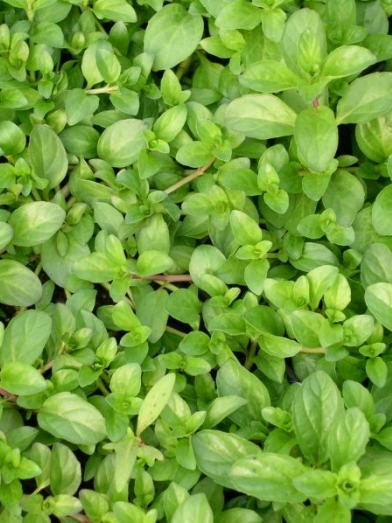 Menthe Pouliot, pouliot mint