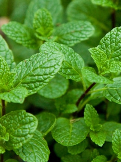 Menthe verte, spearmint