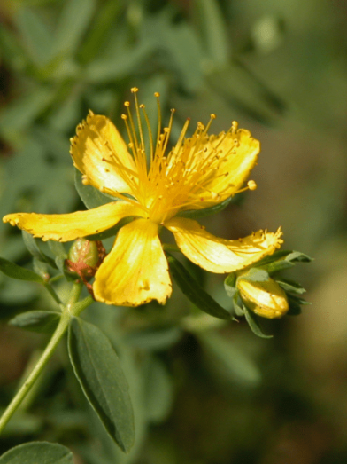 Millepertuis biologique, organic St-John's wort