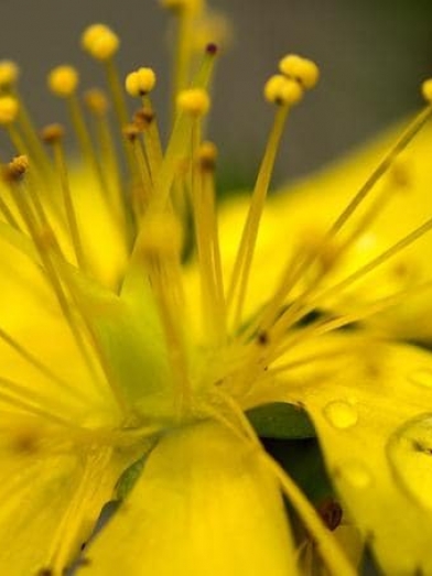Millepertuis, St. John's wort
