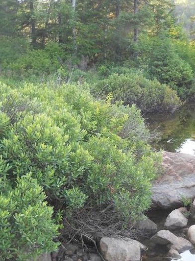 Myrique baumier, myrica gale