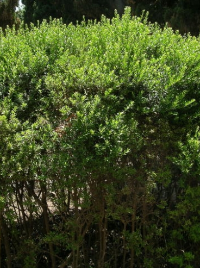 Myrte rouge, red myrtle