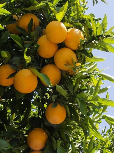 Orange amère, bitter orange