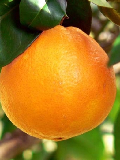 Orange douce