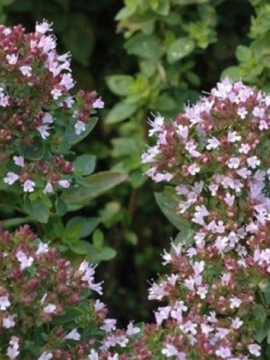 Origan compact, compact oregano