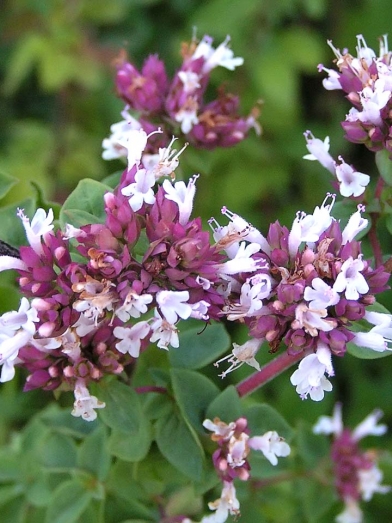 Origan vulgaire, oregano vulgaris