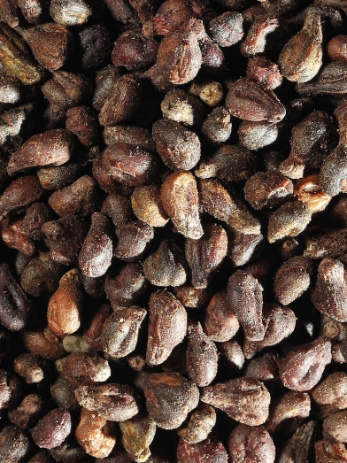 Pépin de Raisin