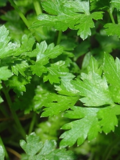 Persil, parsley