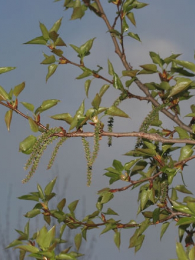 Peuplier Baumier, balsam poplar