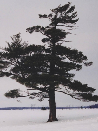 Pin blanc white pine